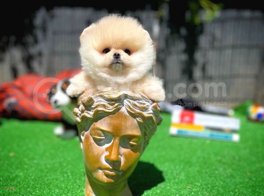 Orjinal Ayı Surat Teddybear Boo Pomeranian Oğlumuz Teddy görsel
