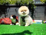 Orjinal Ayı Surat Teddybear Boo Pomeranian Oğlumuz Teddy