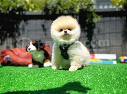 Orjinal Ayı Surat Teddybear Boo Pomeranian Oğlumuz Teddy görsel