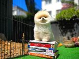 Orjinal Ayı Surat Teddybear Boo Pomeranian Oğlumuz Teddy