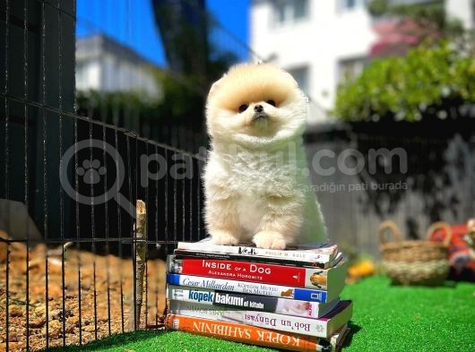 Orjinal Ayı Surat Teddybear Boo Pomeranian Oğlumuz Teddy görsel