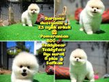 Orjinal Ayı surat Teddybear Boo Pomeranian oğlumuz BOLÇ