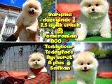 Orjinal Ayı surat Teddybear Boo Pomeranian oğlumuz Hariboo