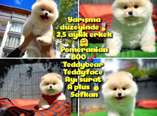 Orjinal Ayı Surat Teddybear Boo Pomeranian Oğlumuz Hariboo