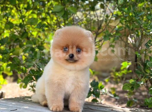 Yakişikli Pomerai̇nan Boo görsel