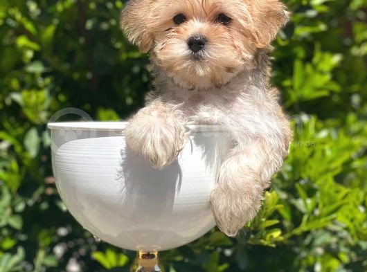 A Kalite Morkie Yavrularimiz İrk Garantili