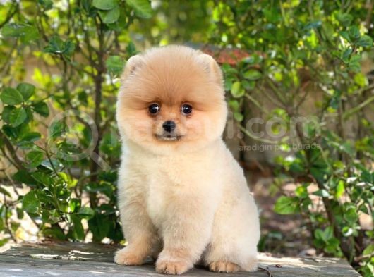 Yakişikli Pomerai̇nan Boo görsel