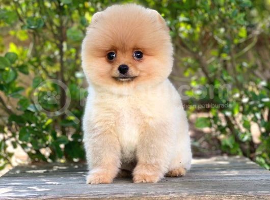 Yakişikli Pomerai̇nan Boo görsel
