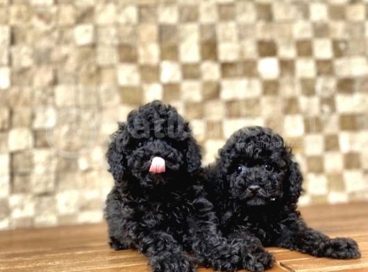 Si̇yah Toy Poodle Yavrular görsel