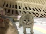 Scottish Fold Kedimin Yavrularını Sahiplendiriyorum