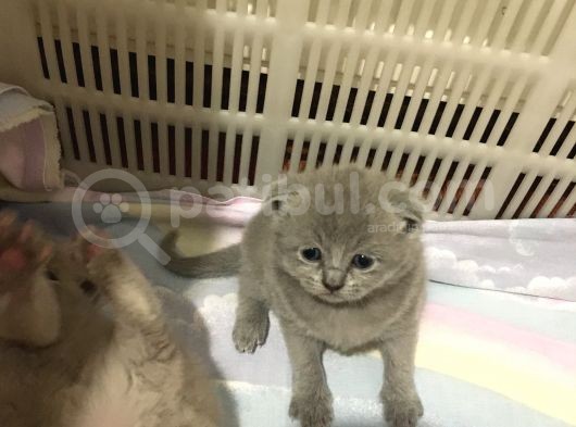 Scottish Fold Kedimin Yavrularını Sahiplendiriyorum görsel