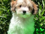 İrk ve Saglik Garantili Safkan Morkie Yavrularimiz