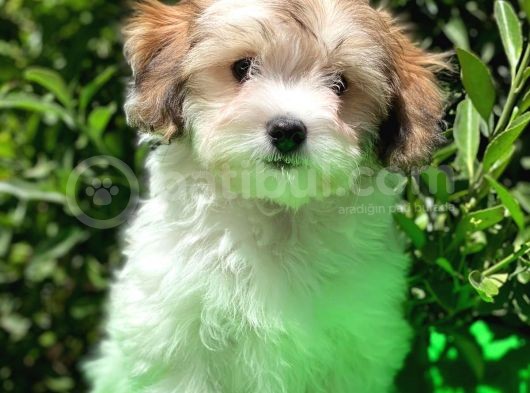 İrk Ve Saglik Garantili Safkan Morkie Yavrularimiz