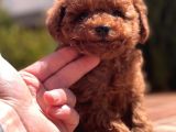 Red Brown Toy Poodle Yavrular