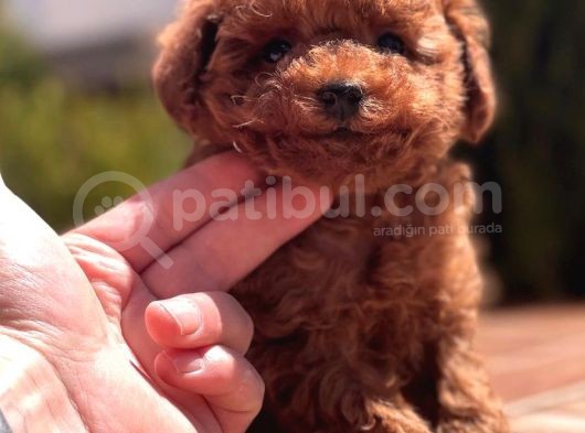 Red Brown Toy Poodle Yavrular görsel