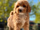 Mi̇ni̇ Toy Poodle Yavrular