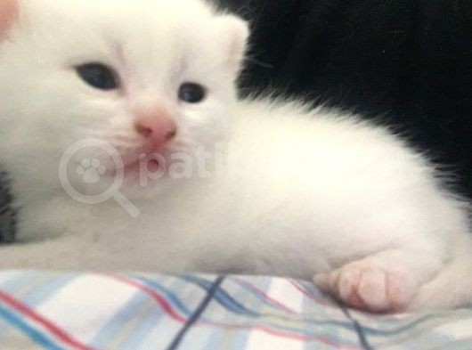 Scottish Fold Kedimin Yavrularını Sahiplendiriyorum görsel