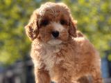 Mi̇ni̇ Toy Poodle Yavrular