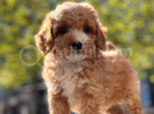 Mi̇ni̇ Toy Poodle Yavrular görsel