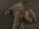 Erkek Safkan Scottish Fold