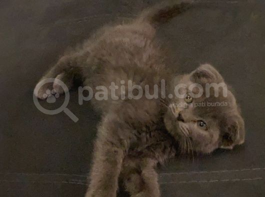Erkek Safkan Scottish Fold görsel