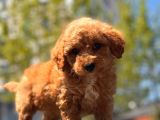 Red Brown Toy Poodle Yavrular