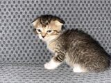 British Safkan Scottish Fold