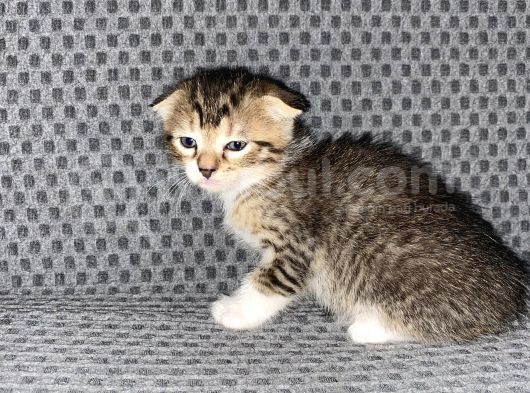 British Safkan Scottish Fold görsel
