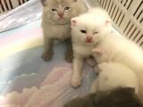 Scottish Fold Kedimin Yavrularını Sahiplendiriyorum