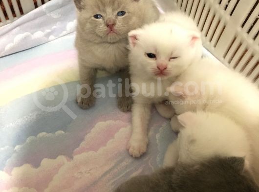 Scottish Fold Kedimin Yavrularını Sahiplendiriyorum görsel