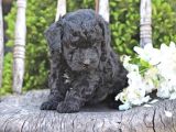 Pasaportlu micro chipli toy poodle siyah inci bebek :)