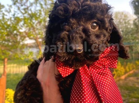 Siyah İnci Toy Poodle Bebekler :) görsel