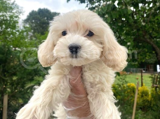 Orjinal Maltipoo Bebekler :) görsel