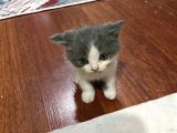 British Safkan Scottish Fold
