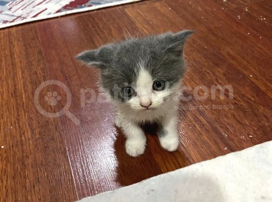 British Safkan Scottish Fold