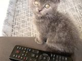 Erkek Safkan Scottish Fold