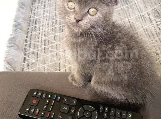 Erkek Safkan Scottish Fold görsel