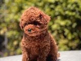 Red Brown Toy Poodle Yavrular