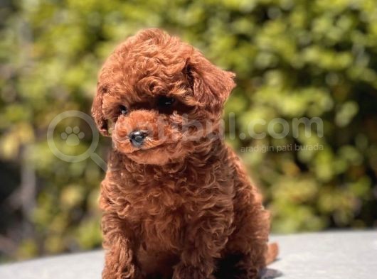 Red Brown Toy Poodle Yavrular görsel