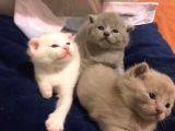 Scottish Fold Kedimin Yavrularını Sahiplendiriyorum