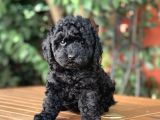 Si̇yah Toy Poodle Yavrular