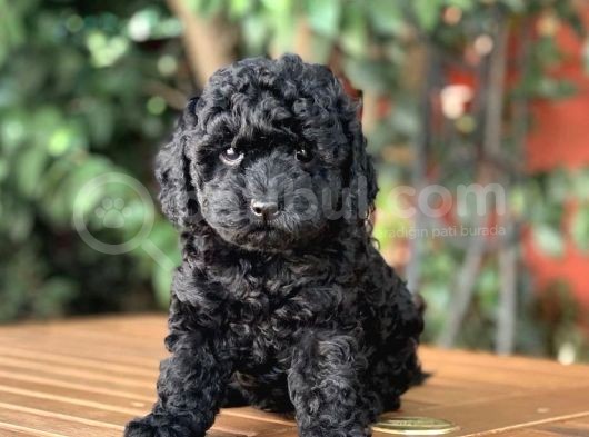 Si̇yah Toy Poodle Yavrular görsel