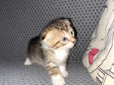 British Safkan Scottish Fold