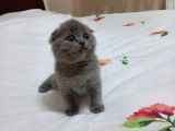 Britiş Shorthair Erkek Iki Aylık