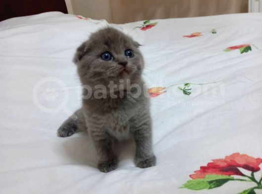 Britiş Shorthair Erkek Iki Aylık görsel