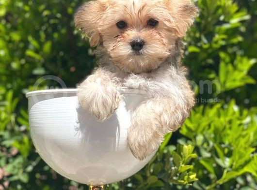 A Kalite Morkie Yavrularimiz İrk Garantili görsel