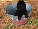 Siyah İnci Toy Poodle Bebekler :)