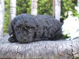 Pasaportlu Micro Chipli Toy Poodle Siyah Inci Bebek :)