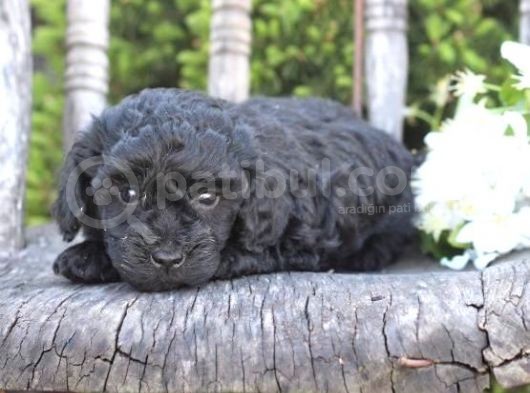 Pasaportlu Micro Chipli Toy Poodle Siyah Inci Bebek :) görsel