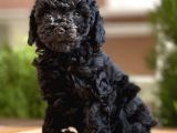 Si̇yah Toy Poodle Yavrular